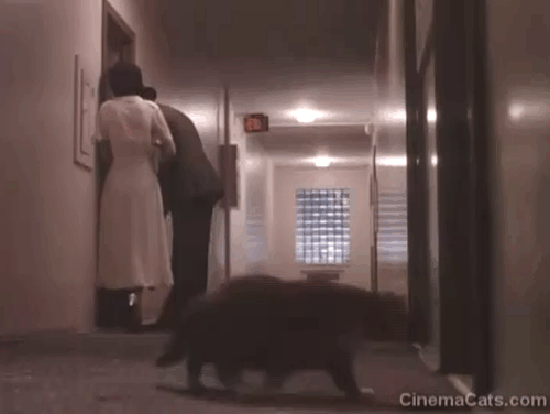 Philip Marlow, Private Eye - Red Wind - Powers Boothe with Lola Linda Griffiths in hallway with woman reaching out to pick up chonky ginger and white tabby cat Leo animated gif
