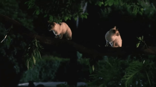 Ping! - blue point Siamese cat snatching knit cap from Stu Clint Howard's head and dropping it on Louie Judge Reinhold's head animated gif