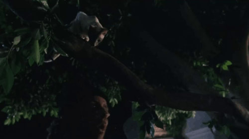 Ping! - blue point Siamese cat snatching knit cap from Louie Judge Reinhold's head and dropping it on Stu Clint Howard's head animated gif