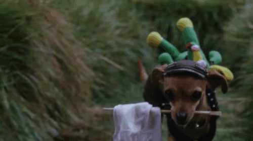 Ping! - blue point Siamese cats ambushing Chihuahua dog animated gif