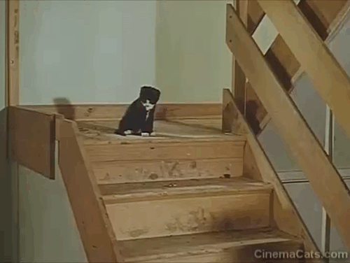The Plank - Eric Sykes and Tommy Cooper tearing up floor while tuxedo kitten is sitting on stairs animated gif