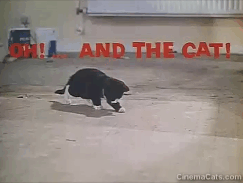 The Plank - tuxedo kitten under opening credit Oh and the Cat animated gif