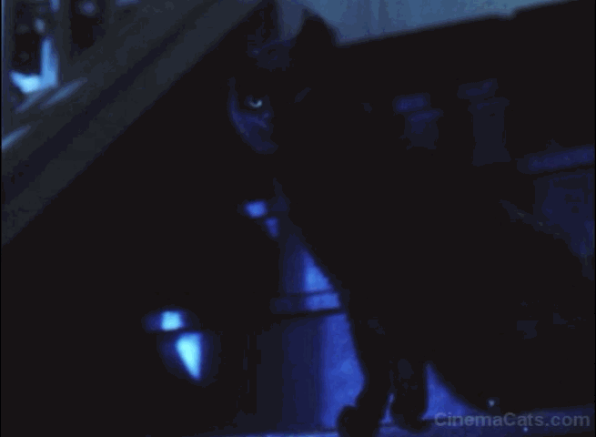 Practical Magic - black cat hissing on stairs animated gif