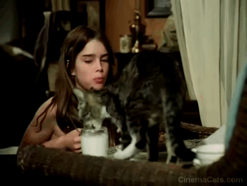 Pretty Baby - tabby cat drinking milk from glass in front of a young Brooke Shields animated gif