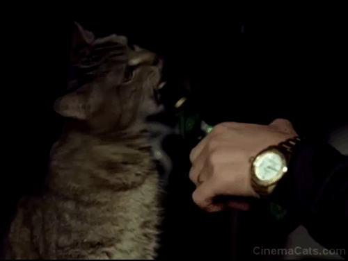 Prime - tabby cat gnawing at beer bottle with Morris Jon Abrahams animated gif