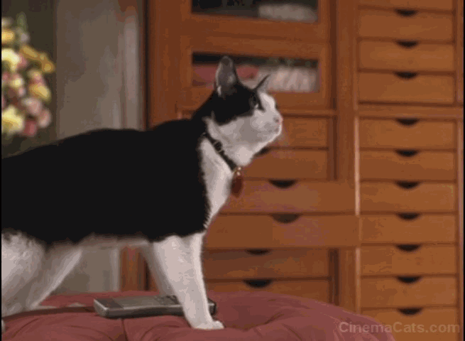 The Princess Diaries 2: Royal Engagement - tuxedo cat Fat Louie opening drawers animated gif