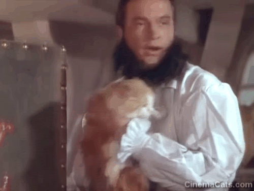The Princess and the Pirate - Sylvester Bob Hope holding longhair orange and white tabby cat animated gif