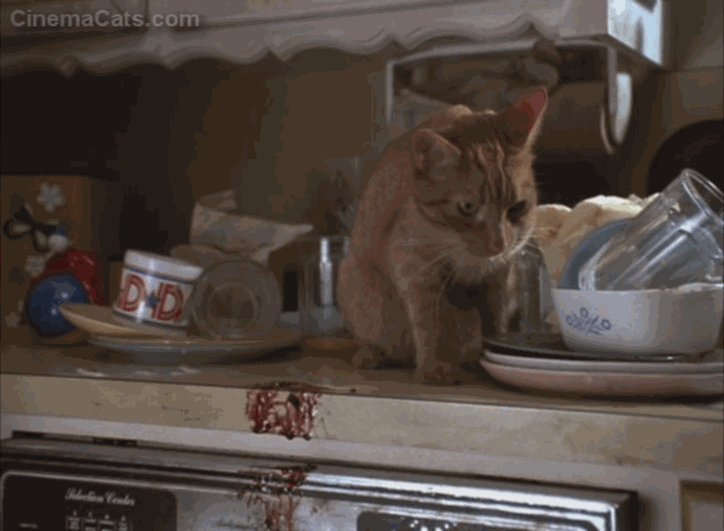 Problem Child - orange tabby cat spitting soap bubbles animated gif