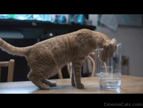 Proxima - ginger tabby cat Laika pulling head out of glass pitcher animated gif
