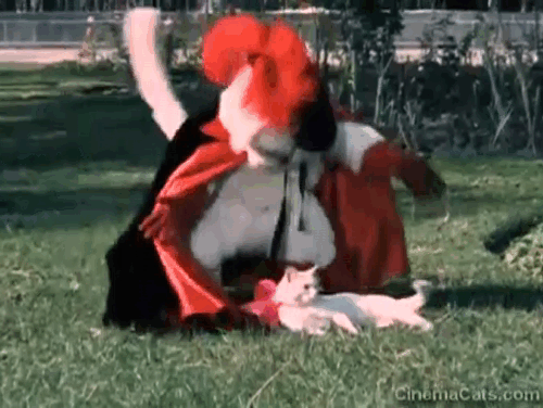 Puss in Boots - El gato con botas - Santanon wearing cat costume wooing white female cat with pink bow animated gif