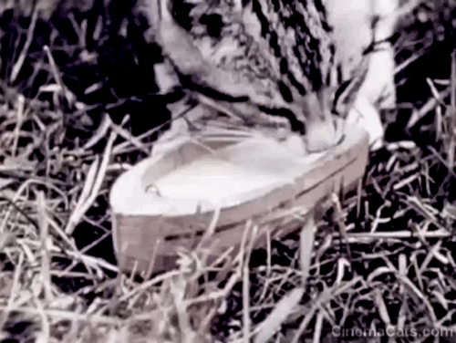 The Pussycat That Ran Away - tabby kitten drinking milk from toy boat animated gif