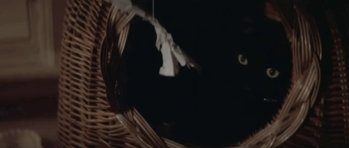 The Pyx - black cat in basket animated gif
