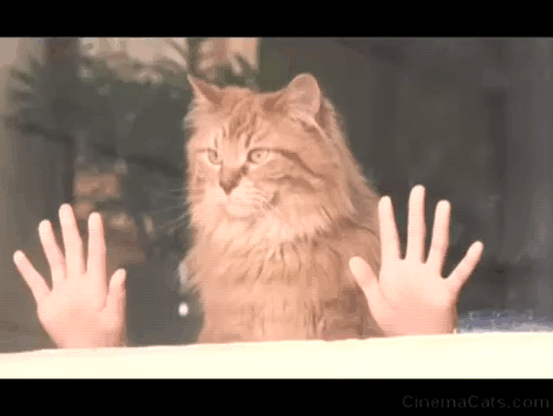 Ramona and Beezus - long-haired orange tabby cat Picky Picky Miller looking out of window with Ramona Joey King hands animated gif