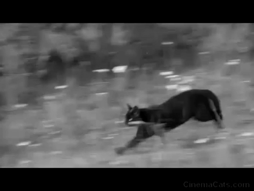 Reach for Glory - black cat running across field
