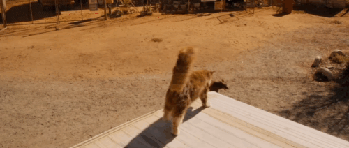Red Dog - longhair brown and white tabby cat Red Cat fighting on top of camper with Red Dog Koko animated gif