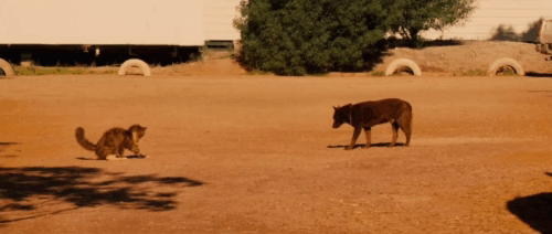 Red Dog - longhair brown and white tabby cat Red Cat fighting with Red Dog Koko as town watches animated gif