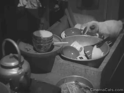Repast - Japanese Bobtail kitten Yuri in kitchen with dishes animated gif