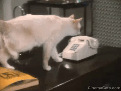 The Richest Cat in the World - Leo Palmer flame point Siamese cat using telephone to call for pizza animated gif