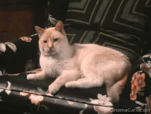 The Richest Cat in the World - Leo Palmer flame point Siamese cat sitting in chair animated gif