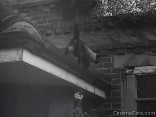 Rogue's Yarn - Siamese cat Khadi jumping down from roof and approaching Sergeant Adams Hugh Latimer animated gif