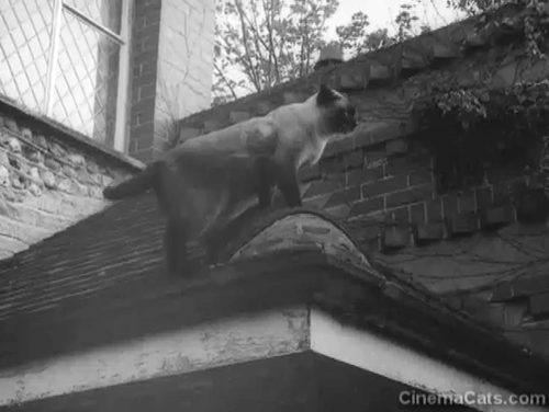 Rogue's Yarn - Siamese cat Khadi on roof animated gif