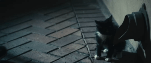 The Roommate - Sara Minka Kelly picking up and holding tuxedo kitten Cuddles animated gif