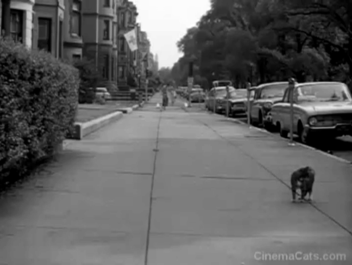 Route 66 - Birdcage on My Foot - tabby cat crosses sidewalk animated gif