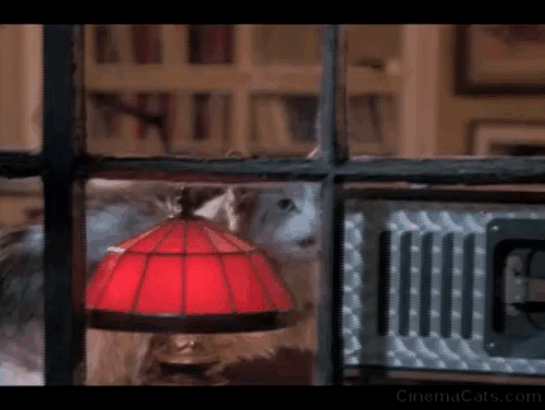 Runaway Bride - long-haired cat Italics looking out of window as Ike Richard Gere and Maggie Julia Roberts kiss animated gif