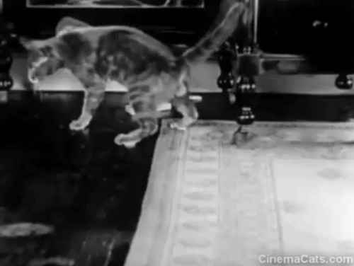 Run, Girl, Run - grey cat Pussums trying to shake bunion pads off feet