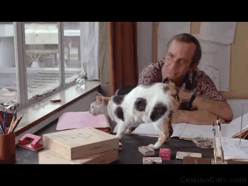 Saint Jack - calico Manx cat on desk being petted by Jack Flowers Ben Gazzara animated gif