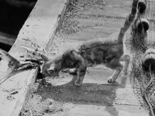 The Salvation Hunters - scrawny tabby cat eating fish heads on dock animated gif