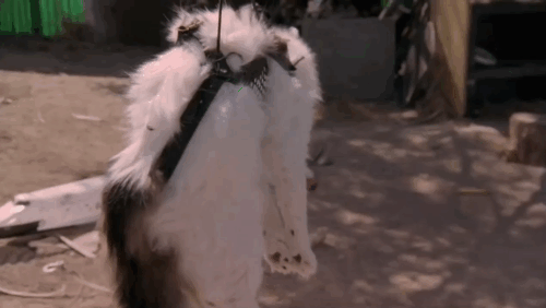 The Sandlot 2 - longhair tabby and white cat Miss Susan B. swinging across yard on sling directed by Smalls James Wilson animated gif