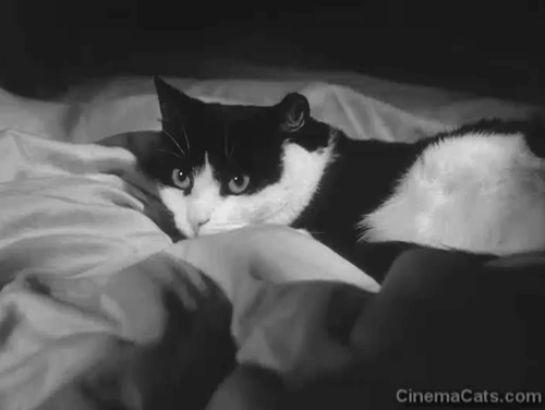 Sawdust and Tinsel - black and white tuxedo cat cowering on bed animated gif
