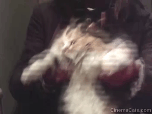 Schalcken the Painter - close up of longhair calico cat being forced to dance animated gif