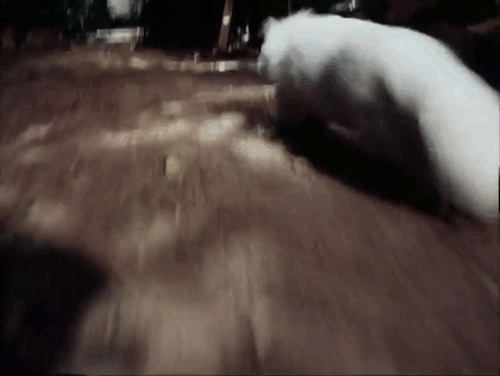 The Secret Lives of Waldo Kitty - Cat Man - longhair white cat Felicia being chased by bulldog Tyrone animated gif