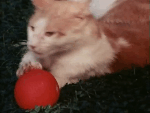 The Secret Lives of Waldo Kitty - Catzan of the Apes - ginger and white cat Waldo Kitty with white longhair cat Felicia being thrown into shot while playing with ball animated gif