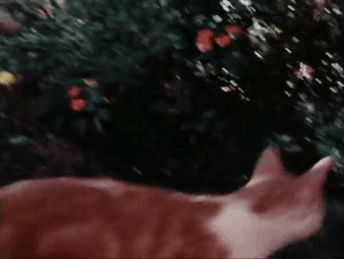 The Secret Lives of Waldo Kitty - Catzan of the Apes - ginger and white cat Waldo Kitty being chased by bulldog Tyrone and jumping over mud puddle animated gif