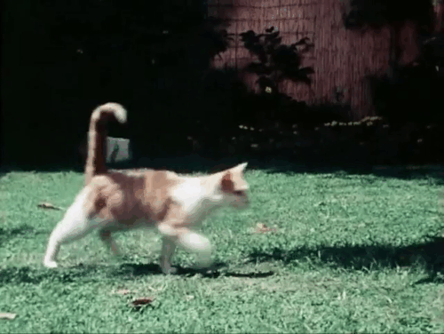 The Secret Lives of Waldo Kitty - Catzan of the Apes - ginger and white cat Waldo Kitty approaching bulldog Tyrone and doing Tarzan yell animated gif