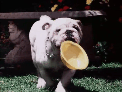 The Secret Lives of Waldo Kitty - Robin Cat - ginger and white tabby cat Waldo Kitty running amongst crates which then fall on bulldog Tyrone animated gif