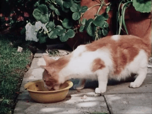 The Secret Lives of Waldo Kitty - Robin Cat - ginger and white tabby cat Waldo Kitty being chased away from food bowl by bulldog Tyrone animated gif