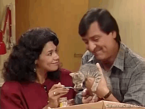 Sesame Street - Episode 2383 Stray Kitten - Maria Sonia Manzano looking lovingly at Luis Emilio Delgado as they feed gray tabby kitten animated gif