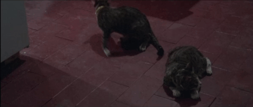 Seven Blood-Stained Orchids - Sette orchidee macchiate di rosso - two brown and white tabbies on floor as Kathy Marina Malfatti pets and picks up gray tabby cat animated gif