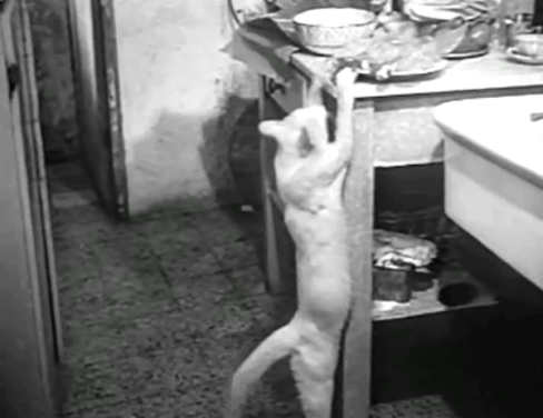 Les sept péchés capitaux - The Seven Deadly Sins - white cat Saha climbing up to grab liver from counter animated gif