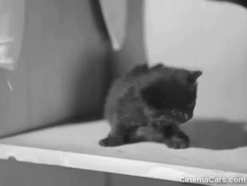 Shadow of the Thin Man - tiny black kitten in locker room scaring Asta animated gif