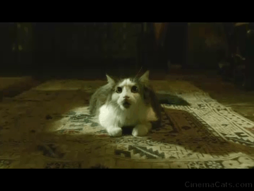 The Shape of Water - long haired gray and white cat Pandora hissing and amphibian man hissing back animated gif