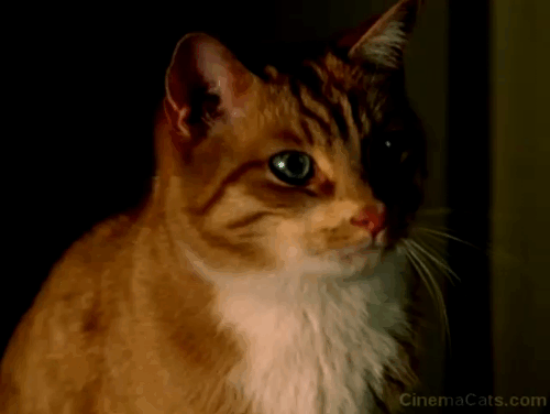 Shopgirl - orange and white tabby cat's head moving back and forth animated gif