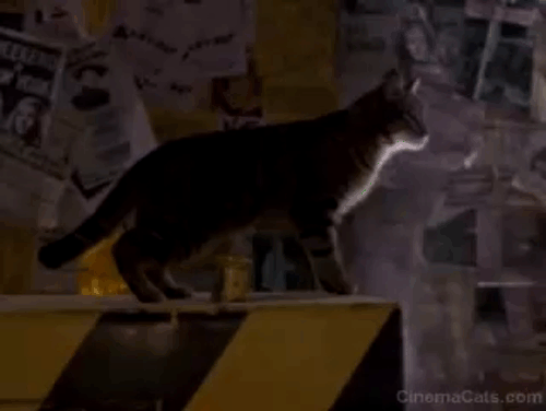 Short Circuit 2 - tabby cat climbing on Johnny 5 robot's head animated gif