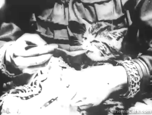 Sick Kitten - close up of tabby kitten on girl's lap drinking from spoon animated gif