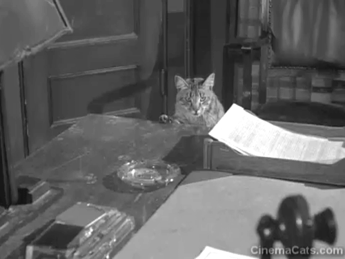 Side Street - Joe Farley Granger startled by tabby cat getting onto desk and breaking something animated gif