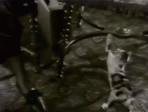 Silence - calico kitten reaching up to play with yarn dangled by detective watched by Norma Peggy Shannon animated gif